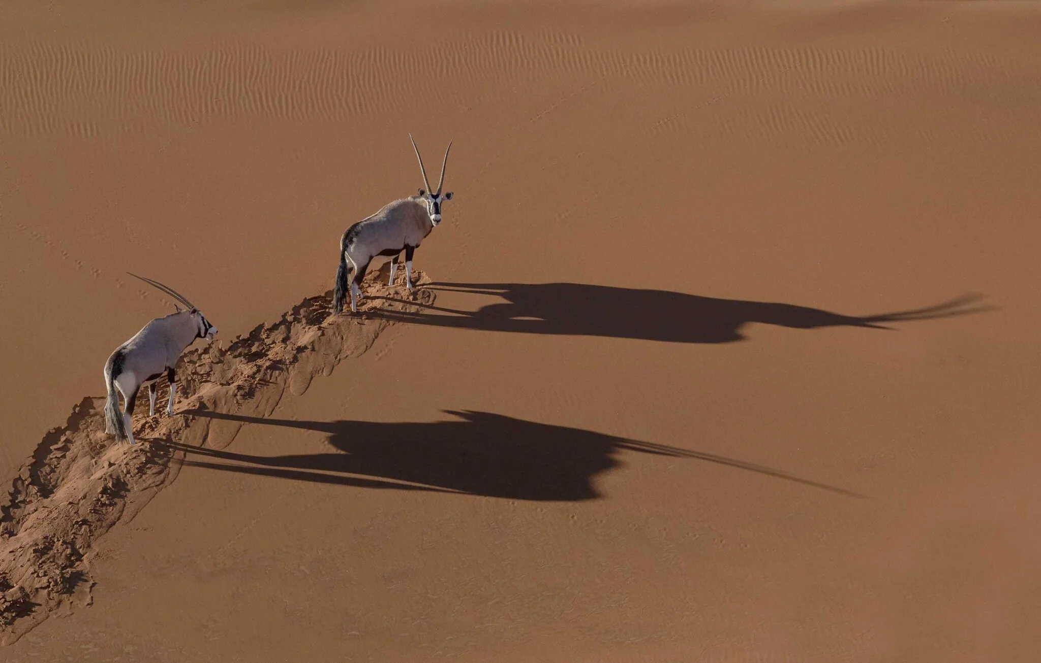 Oryx on sad dunes taken from helicopter.jpg