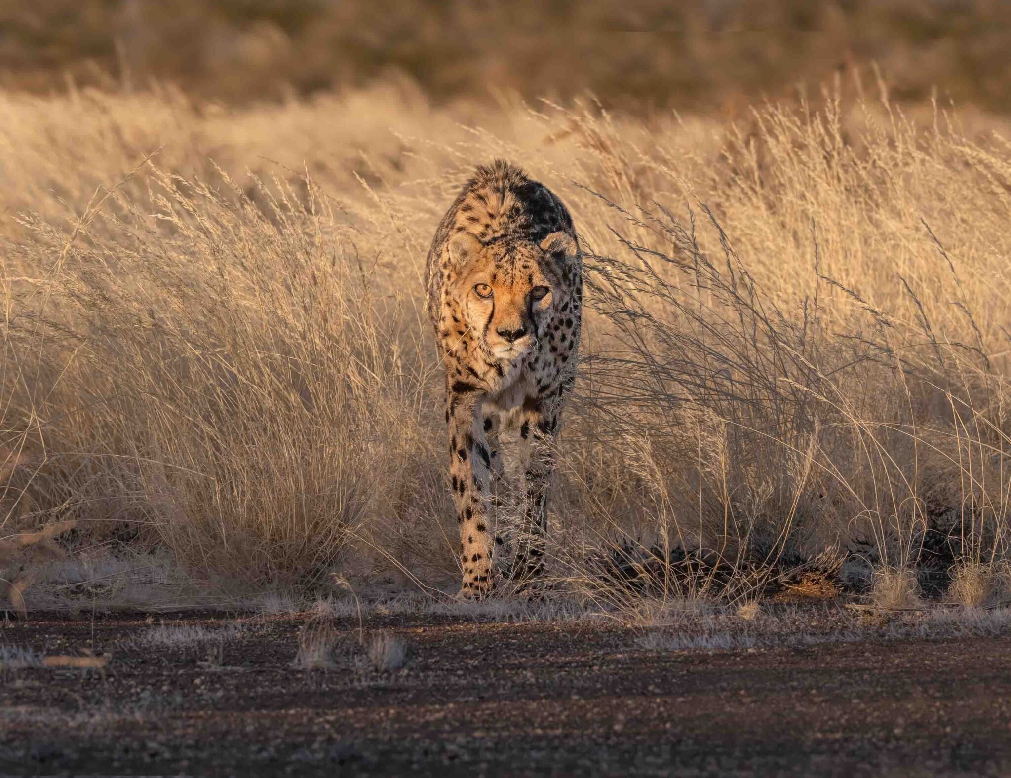 cheetah in namibia.jpg