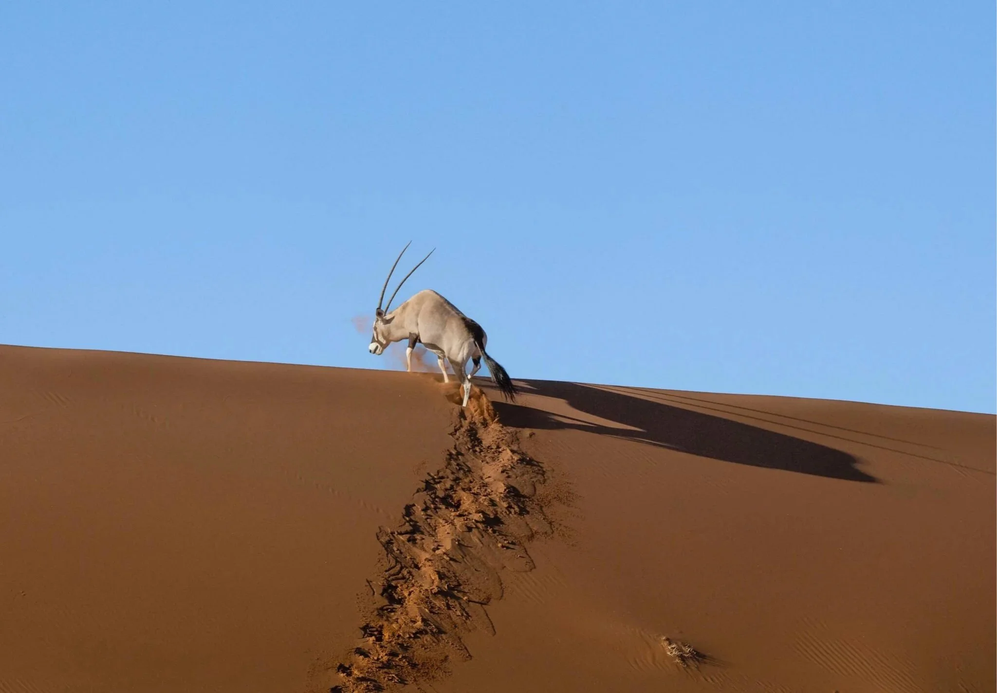 Oryx on sand dune in namibia.jpg