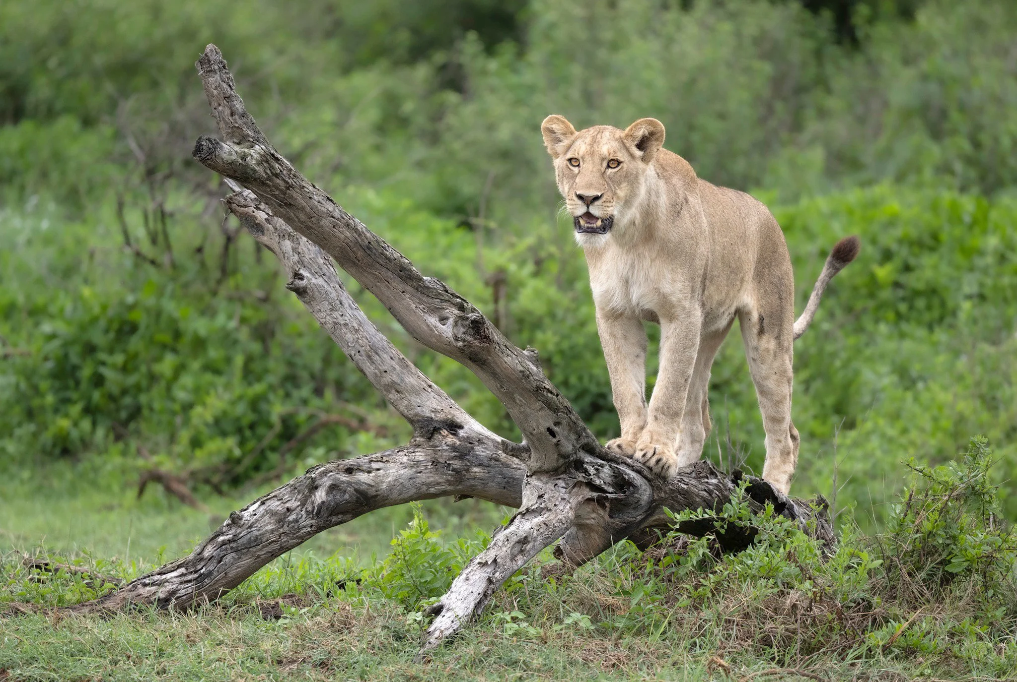 My Approach to African Photography Safaris: Your Photographs Come First