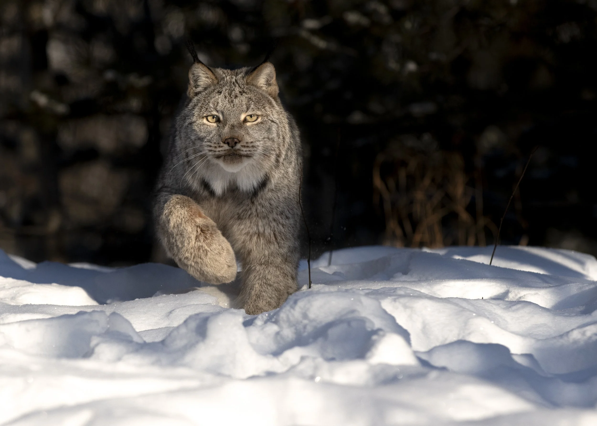 What Wildlife Photography Taught Me About Patience (and Life)