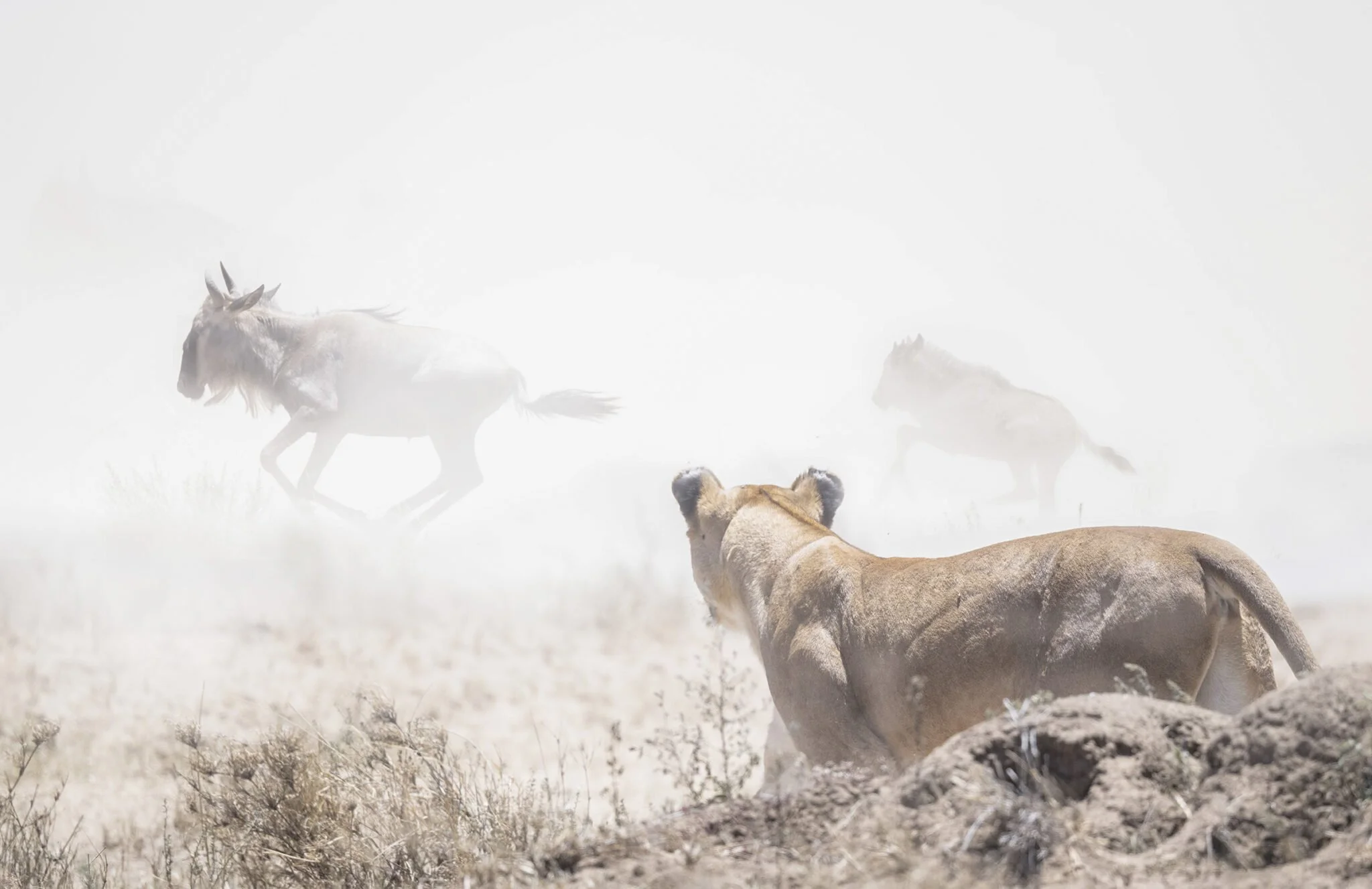 a lioness misses wildebeest during a hunt