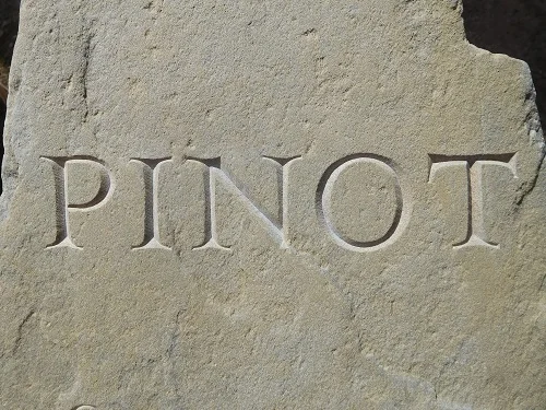 Pinot1.JPG