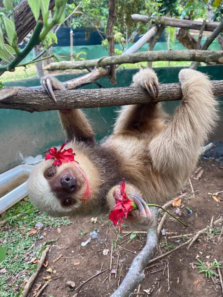 Adopt Costa Rica Animal Rescue Center adopt-costa-rica-animal-rescue-center