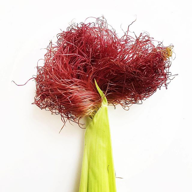 This corn was slim and spritely under a squeaky husk. Maroon silk.  The cob tender and sweet raw. I tentatively put a few one inch pieces in the wood-fired oven, they emerged charred and surprising. Just-burnt and bright. Thin starbursts in a soup. W