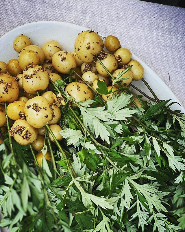 Took these new Upstate Abundance baby taters from @row7seeds and boiled them in salted vinegar-ed water until they were just so and tossed them with fried black and yellow mustard seeds and cumin and bay. A splash more vinegar and a mugwort lancet in