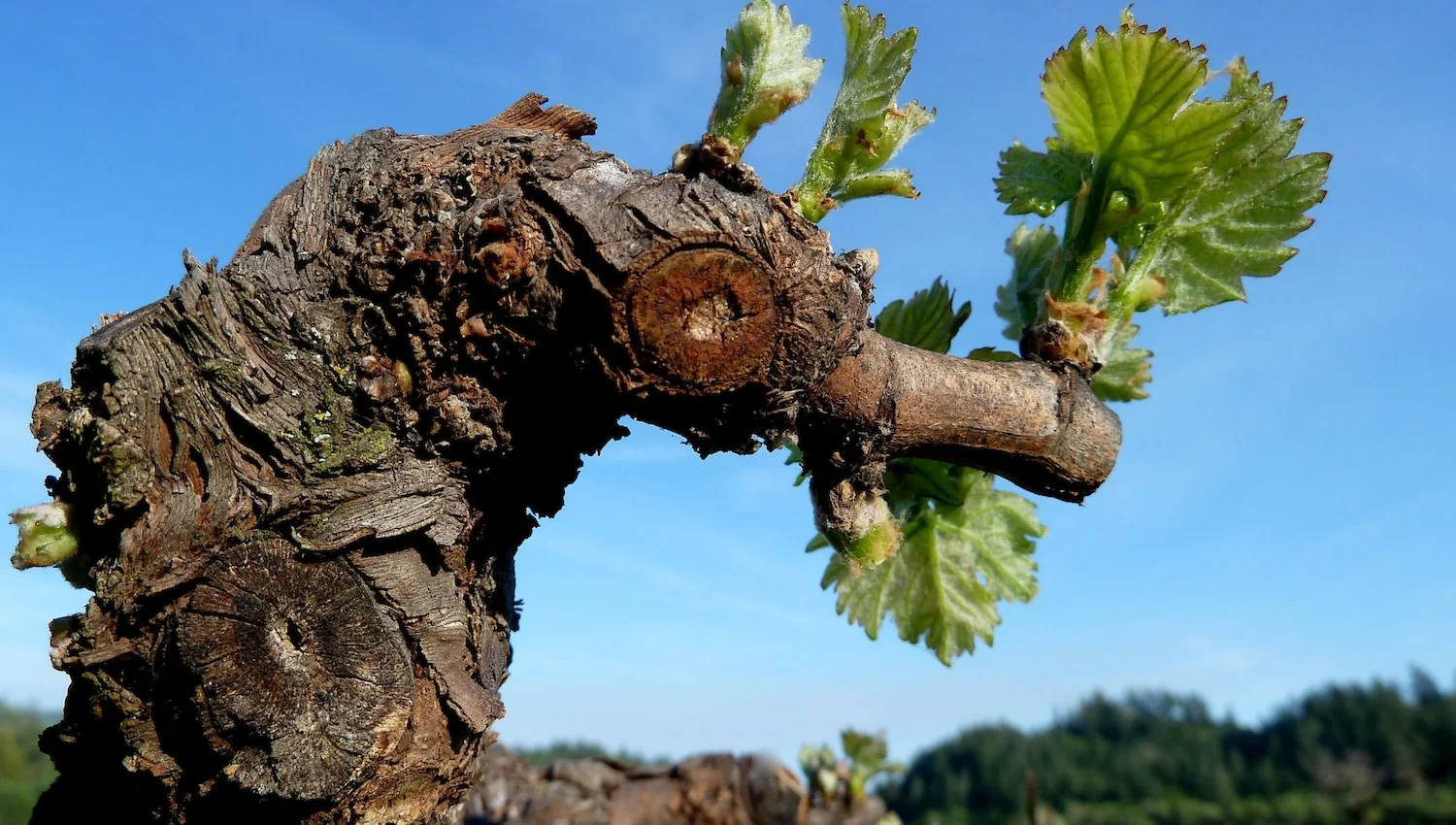 bud break.jpg
