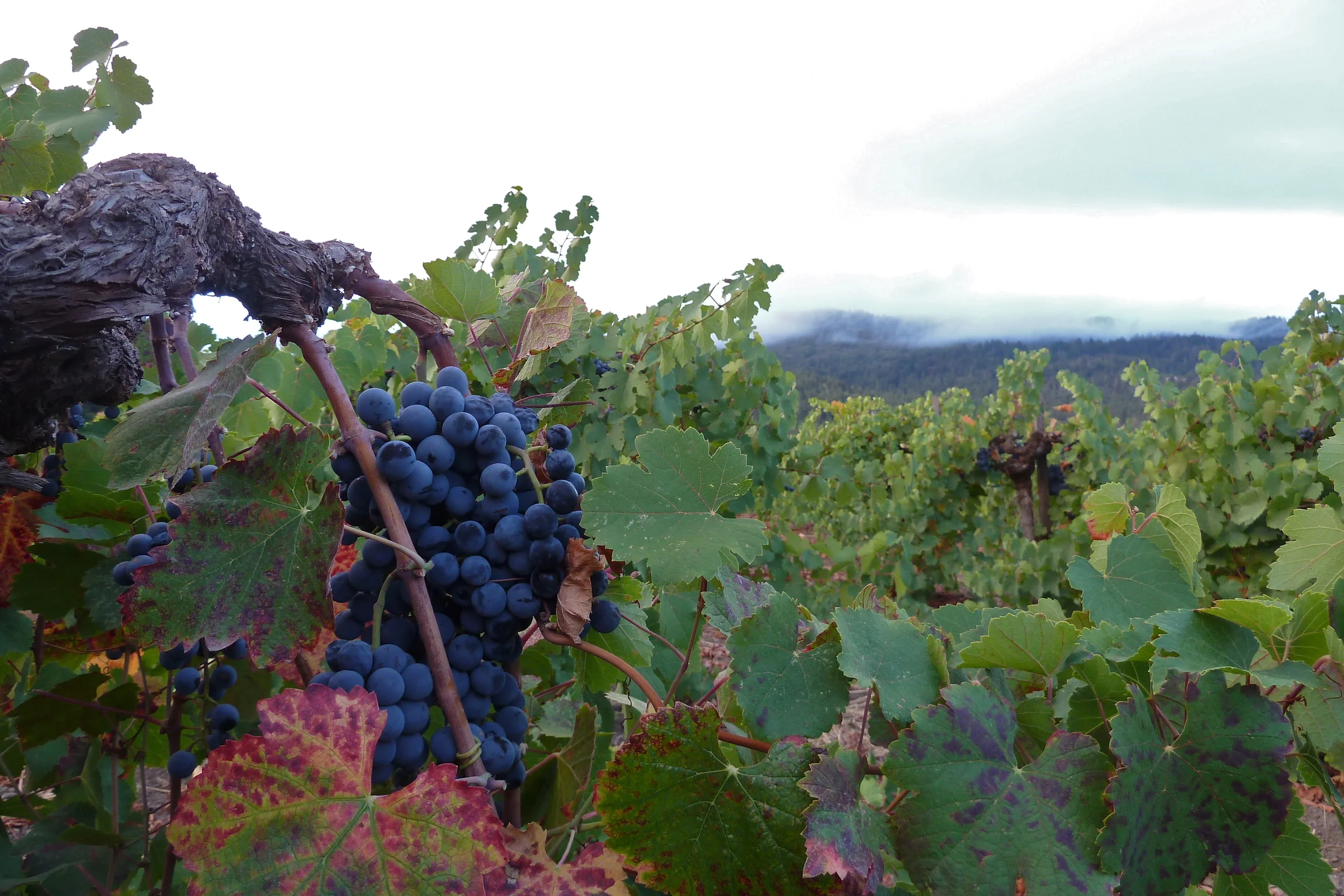 Whew. With rain in the forecast, we harvested, and the 2014 Charbono is now resting in tank before fermentation begins. Known as Douce Noir or Corbeau in France, we Californians have grown the rare varietal since the 1880’s. Never widely planted, Tofanelli is committed to keeping the vines in Napa Valley soil. The grapes we call Charbono make a wonderfully dark red wine with sensory appeal that is first subtle, then sublime. The finish is generous with rounded tannins combined with a zesty natural acidity. All that in concert makes for a perfect food wine. A winemakers wine...