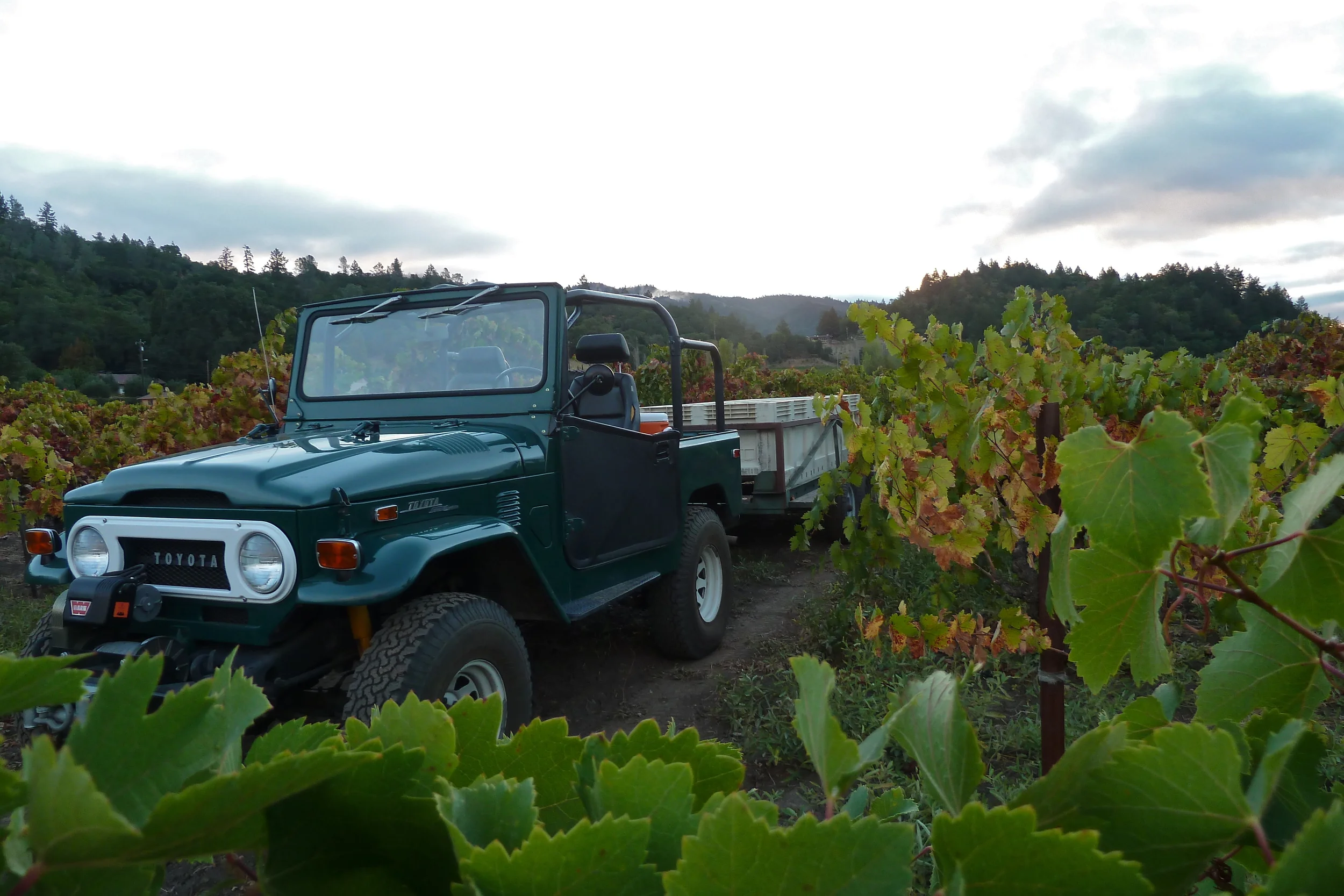 Petite Sirah. The winemaker’s problem child. Thin skinned, sensitive to sunburn and prone to set a big crop. If everything goes right during the growing season, it's susceptible to botrytis and black rot during late summer. Assuming the vines have been coached along to a perfect harvest the winemaker has then to deal with the potential of a wine with enough tannins to make the back of your jaw hurt. With that being said, why you may ask, am I growing and making Petite Sirah in the heart of the Napa Valley? You're first clue; my college major wasn't business! In my opinion, the world doesn't need yet another Napa Valley Cab! So here I am creating a balanced petite Sirah for the 2014 vintage . Balanced Petite Sirah , is that an oxymoron? Not necessarily. Of course it involves more work from the winemaker and a bag of tricks (in my case, natural and organic) which include press cycles, lees stirring, French oak and a few secrets I won’t divulge (other winemakers might be reading this). If you have ever had a truly sublime Petite, you know what keeps me going. For a kinder gentler Petite Sirah, try to get a hold of a bottle of 2011 Tofanelli Estate Petite Sirah...