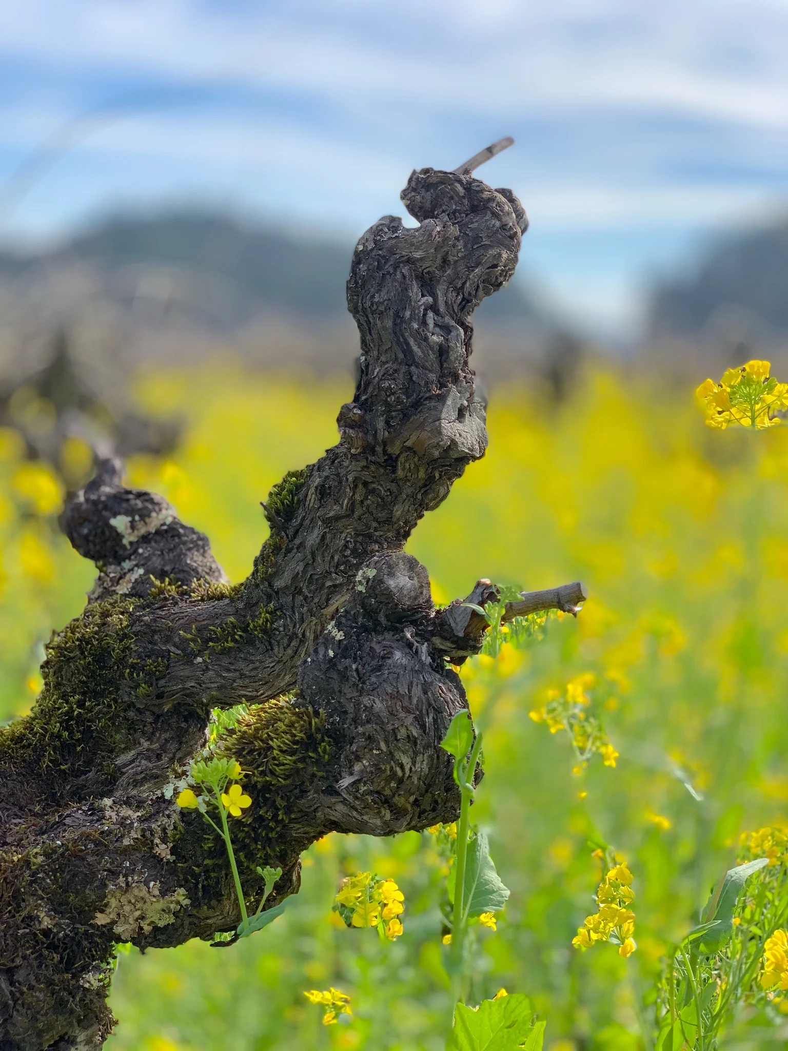 first_pruned_vine_2019.jpg