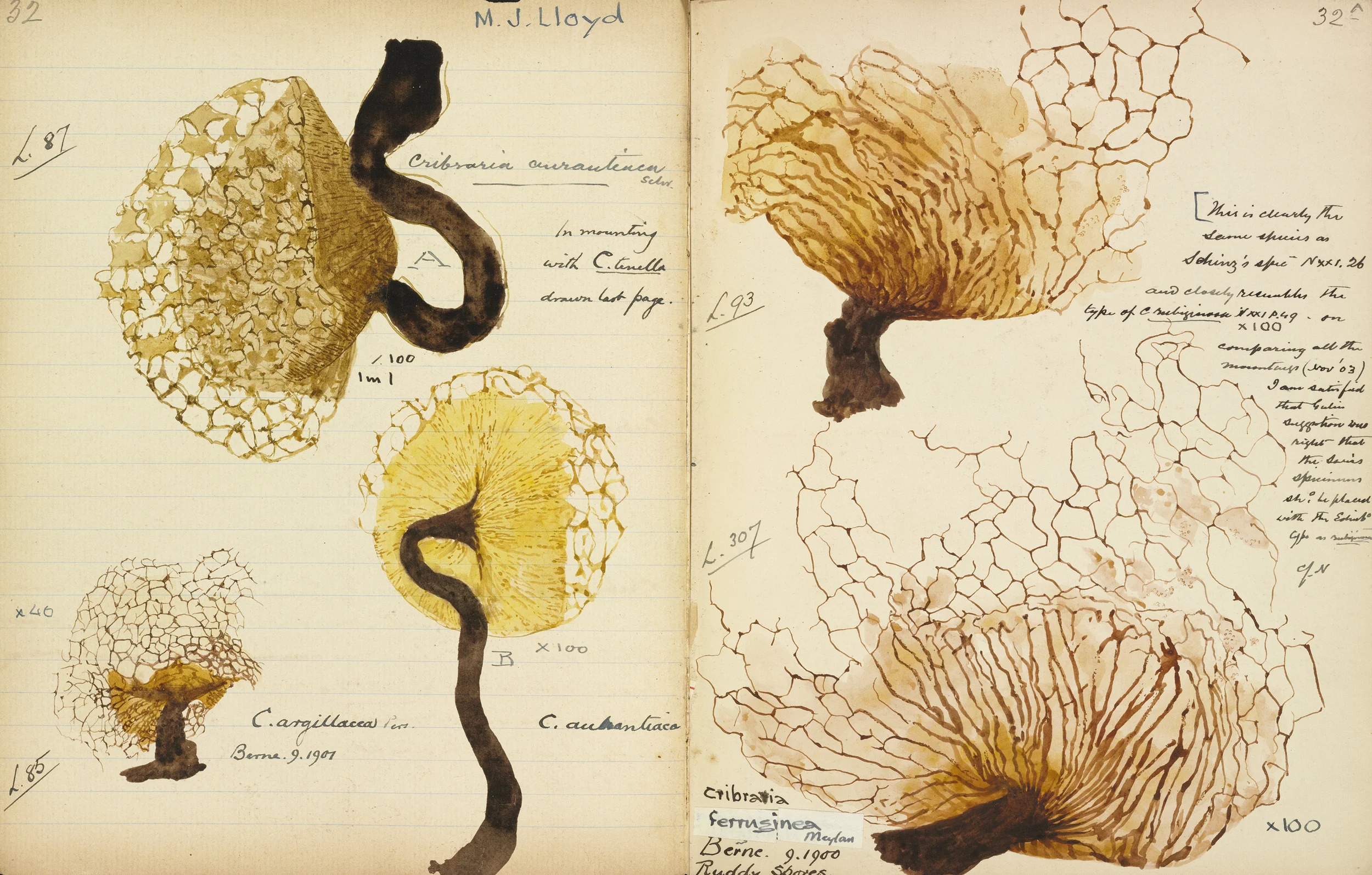 Giulielma Lister, early 20th century. Miss Lister painted every slime mold known at the time. 
