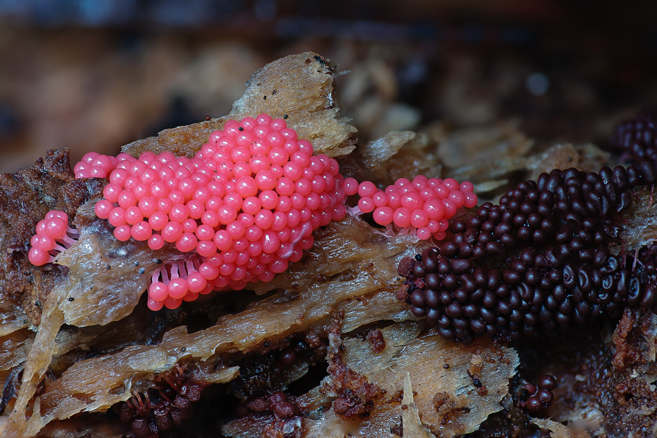 A photo from an international slime mold Facebook group. 