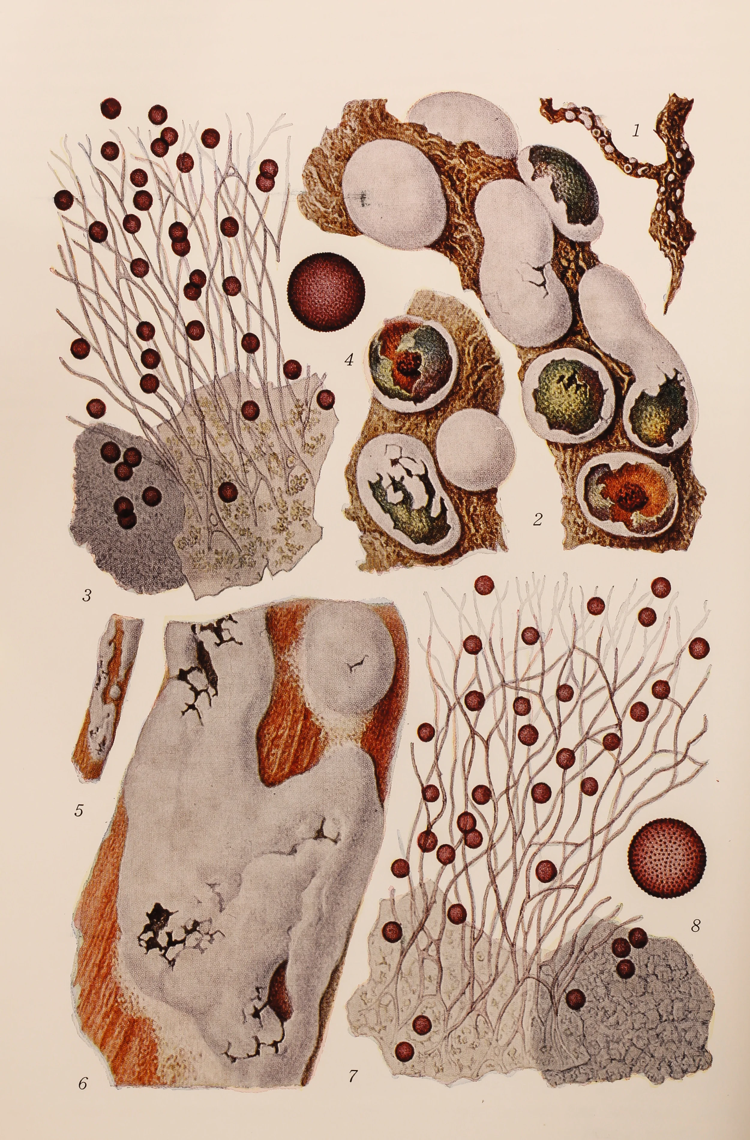 Sakuma Bungo, circa 1942. At 71, Sakuma decided to spend the last year of his life drawing slime mold. 
