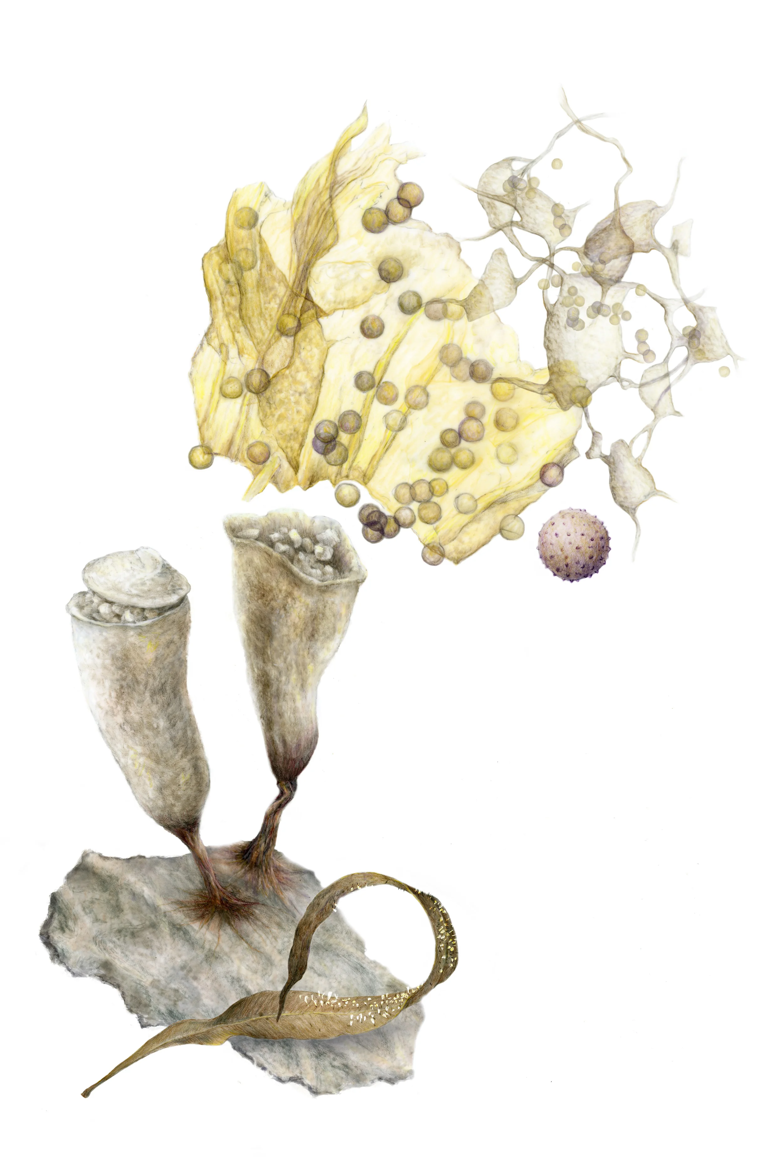 This one's mine: Craterium leucocephalum with inner structure and spores. 