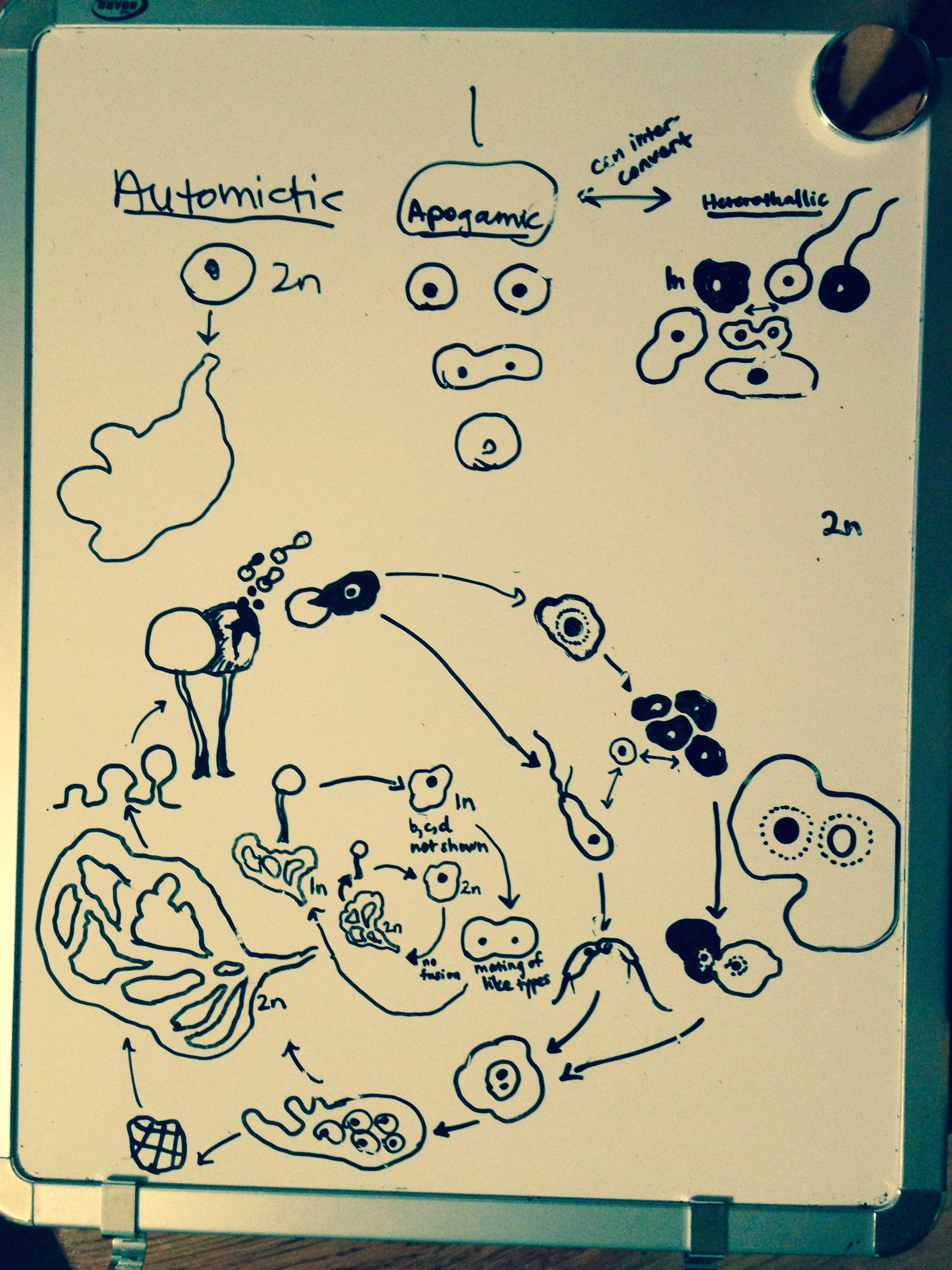 Slime Mold Life Cycle concept sketch, presented via Skype to my friend / biologist Laura Walker.