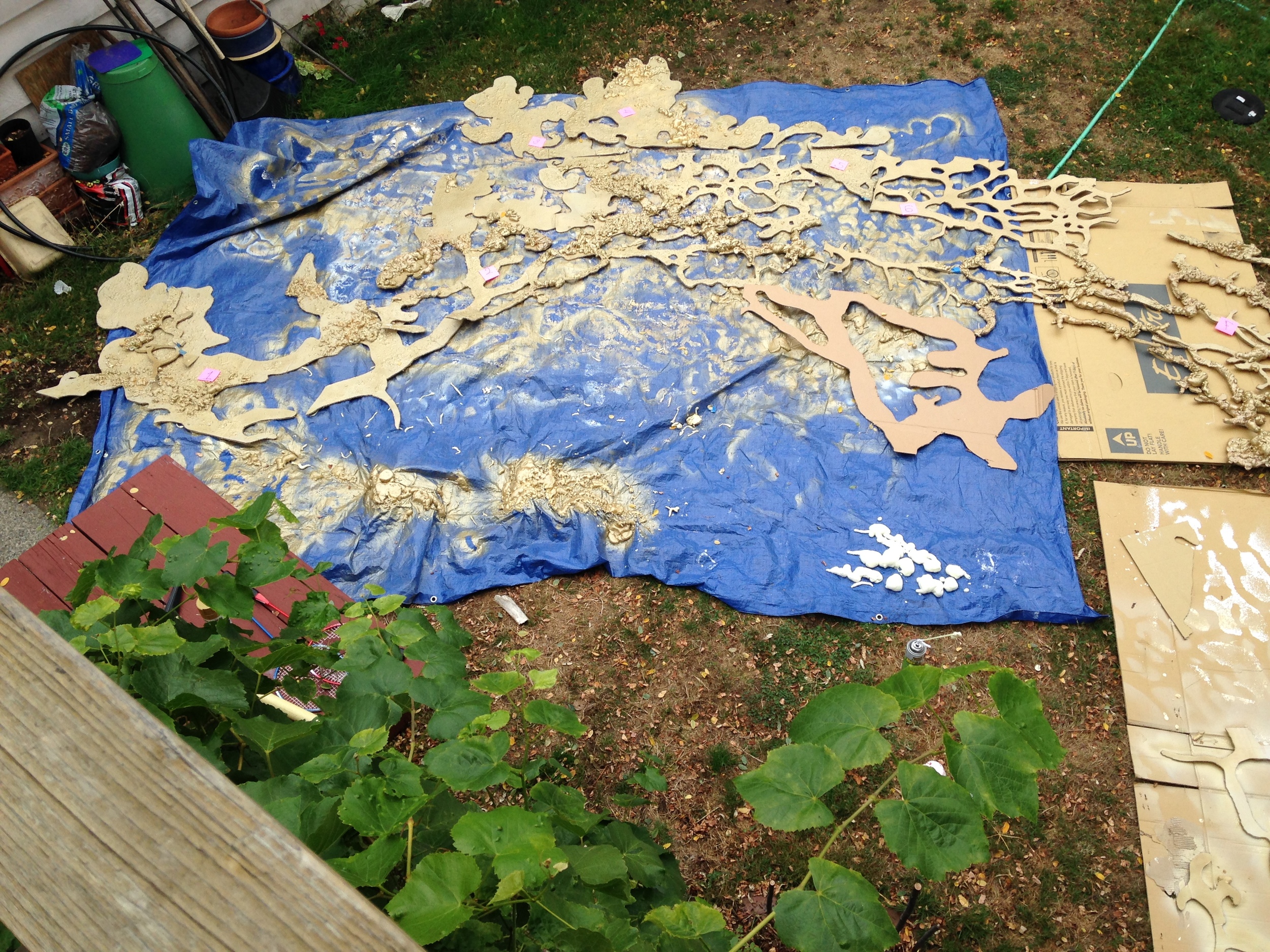 slime mold in the backyard