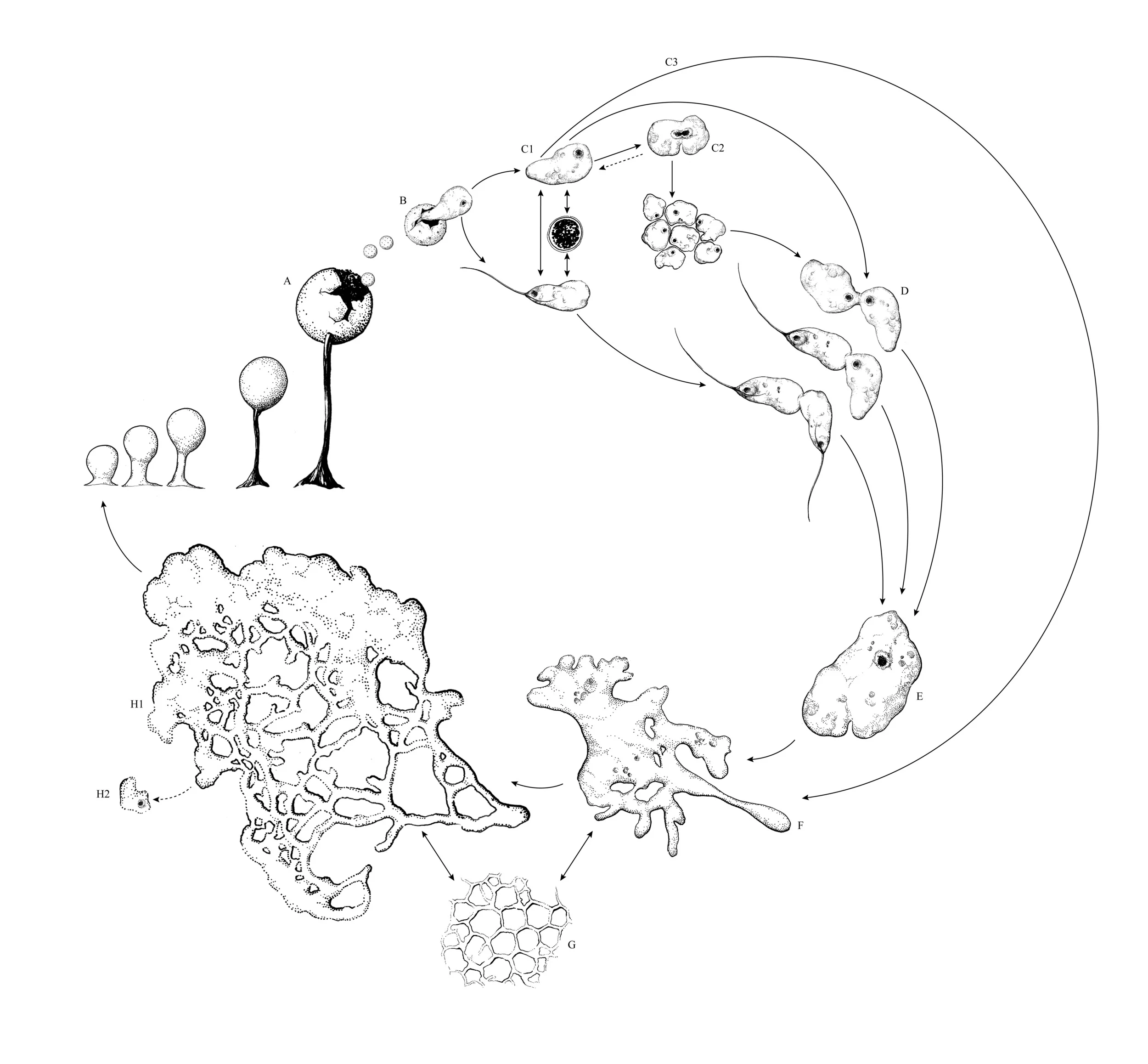 A slime mold's life in ink