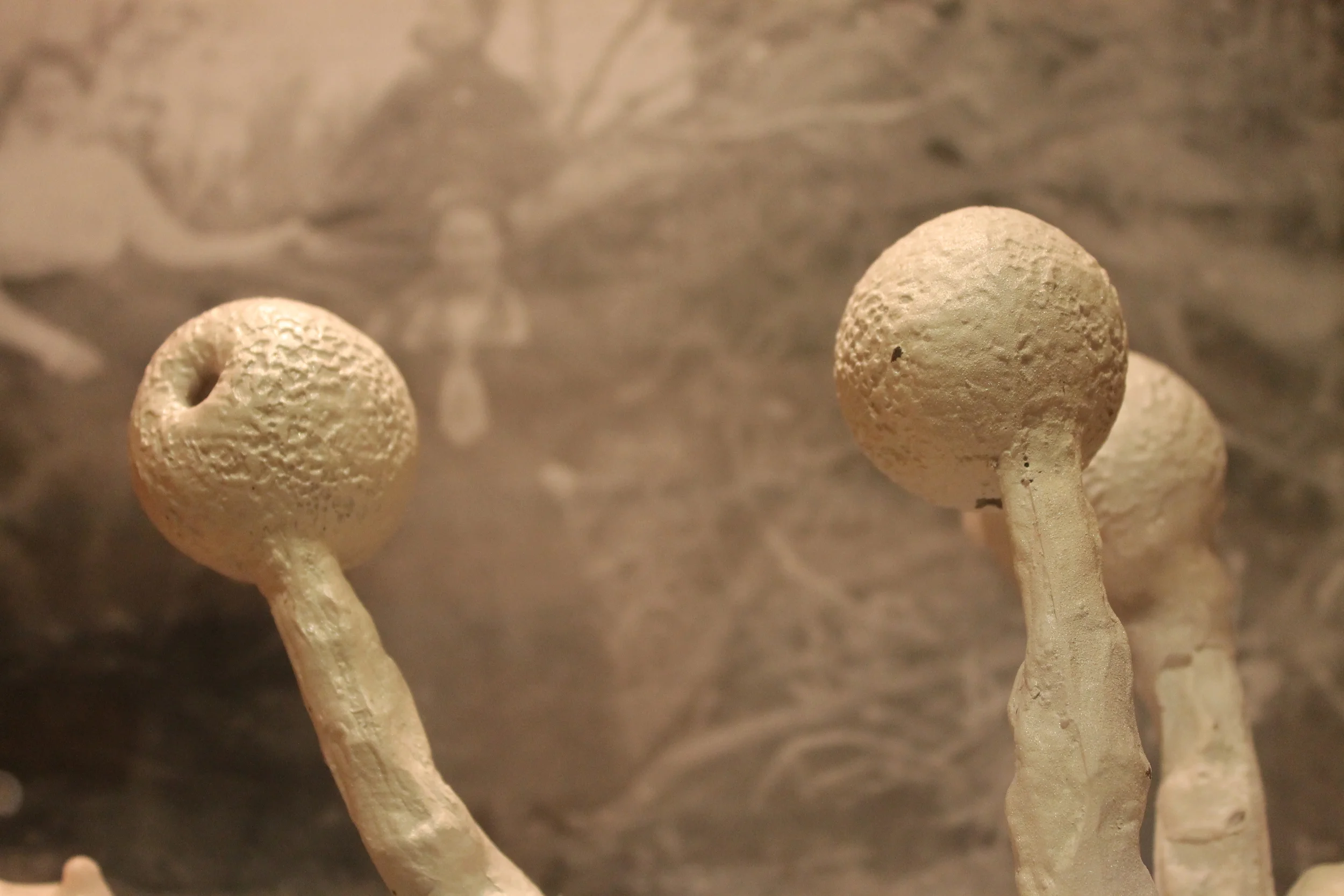 Historic photographs of local urban and wild landscapes create backdrop 'environments' for sculptures of various species. These representations of Physarum roseum were made from a mold (no pun intended) created by local sculptor Andrew Hoeppner.