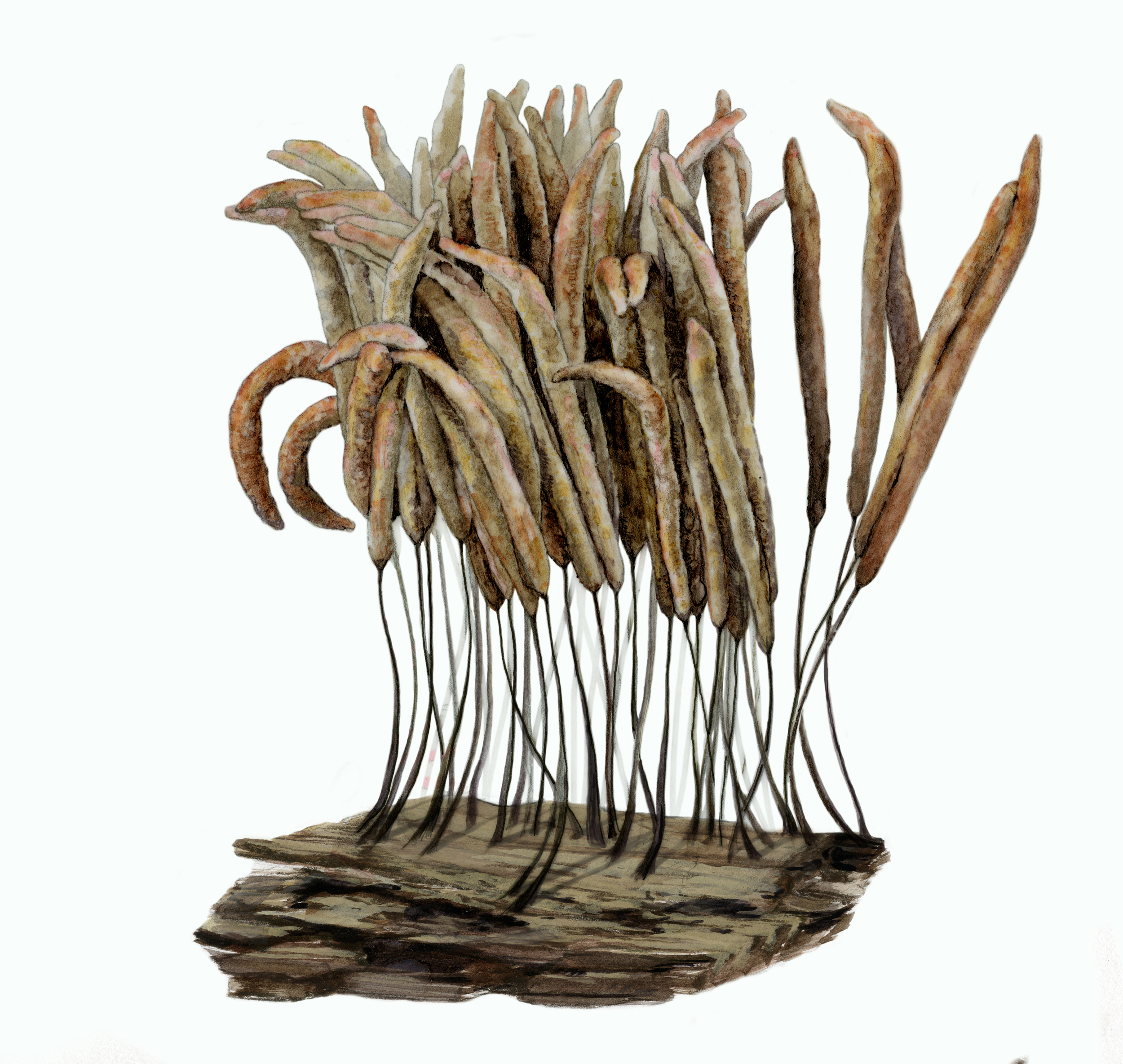 Stemonitis axifera takes 20 hours to form these fruiting bodies. Then, slugs eat them, top down. 