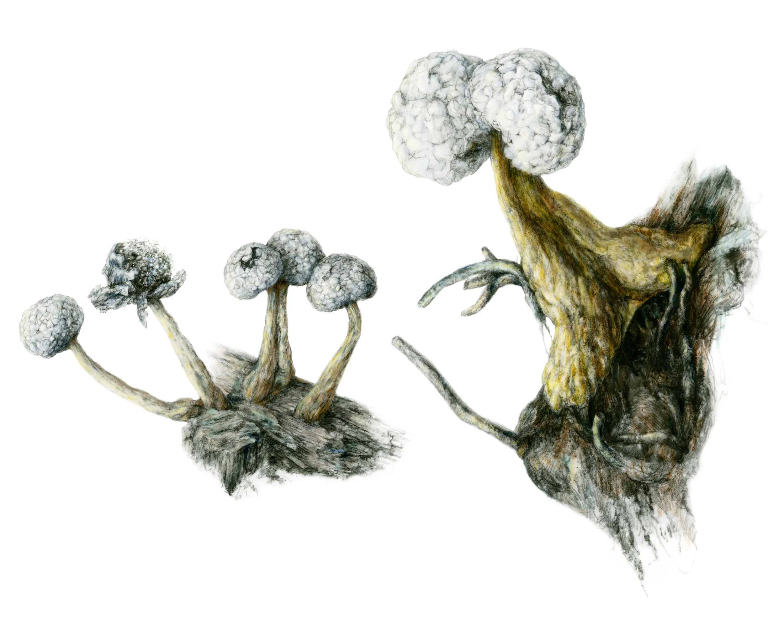 Physarum globuliferum sometimes develops with conjoined 'peridia' (the spore-filled 'heads'.)