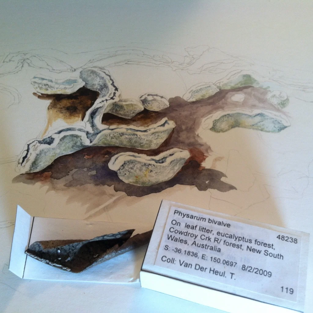 A typical matchbox-sized specimen and a watercolor in progress.