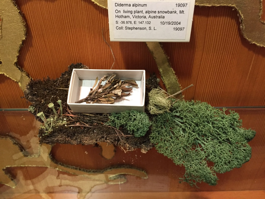 The specimens that aren't mine are on loan from the lab of Dr. Stephen L. Stephenson, at the University of Arkansas. 