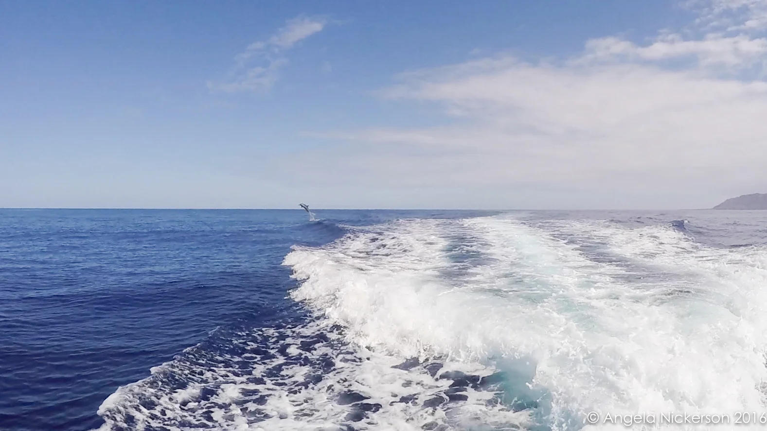 20160419-dolphin 3.jpg
