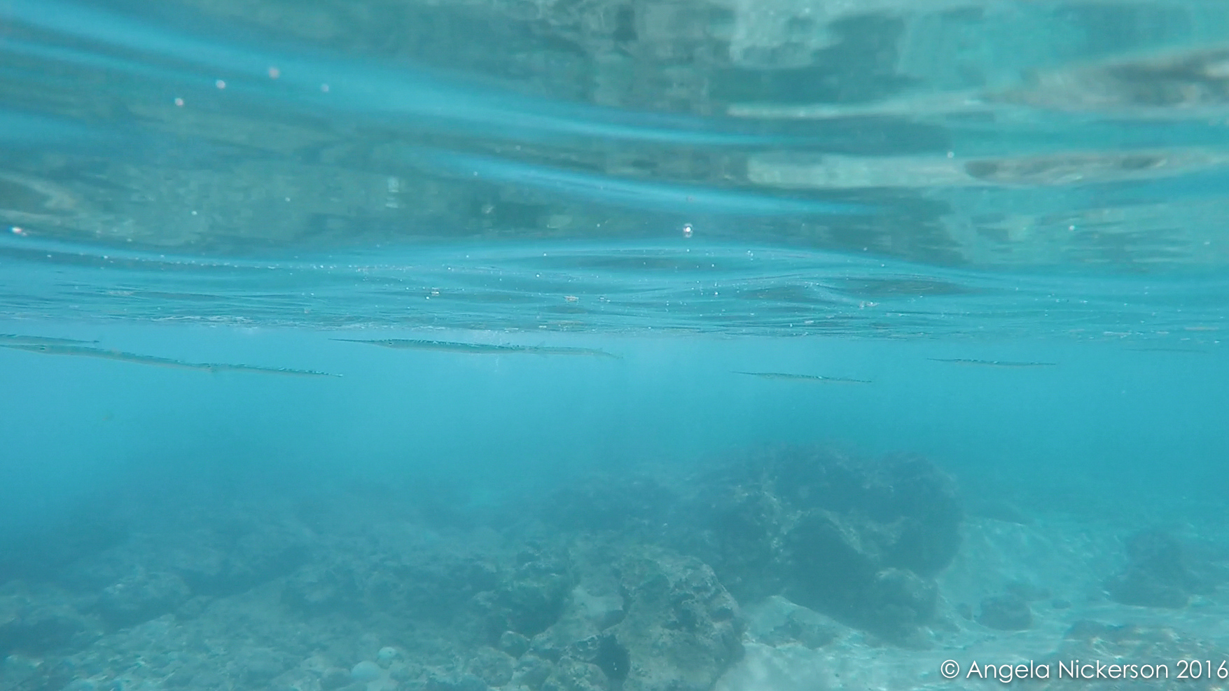 20160408-GOPR0972-0002.jpg