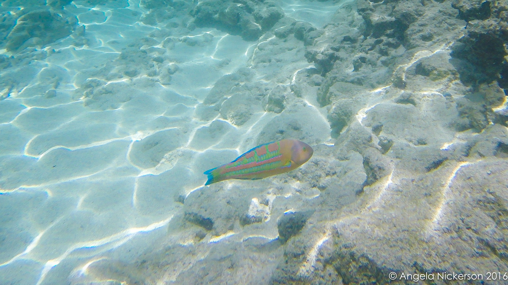20160409-G0041580.jpg