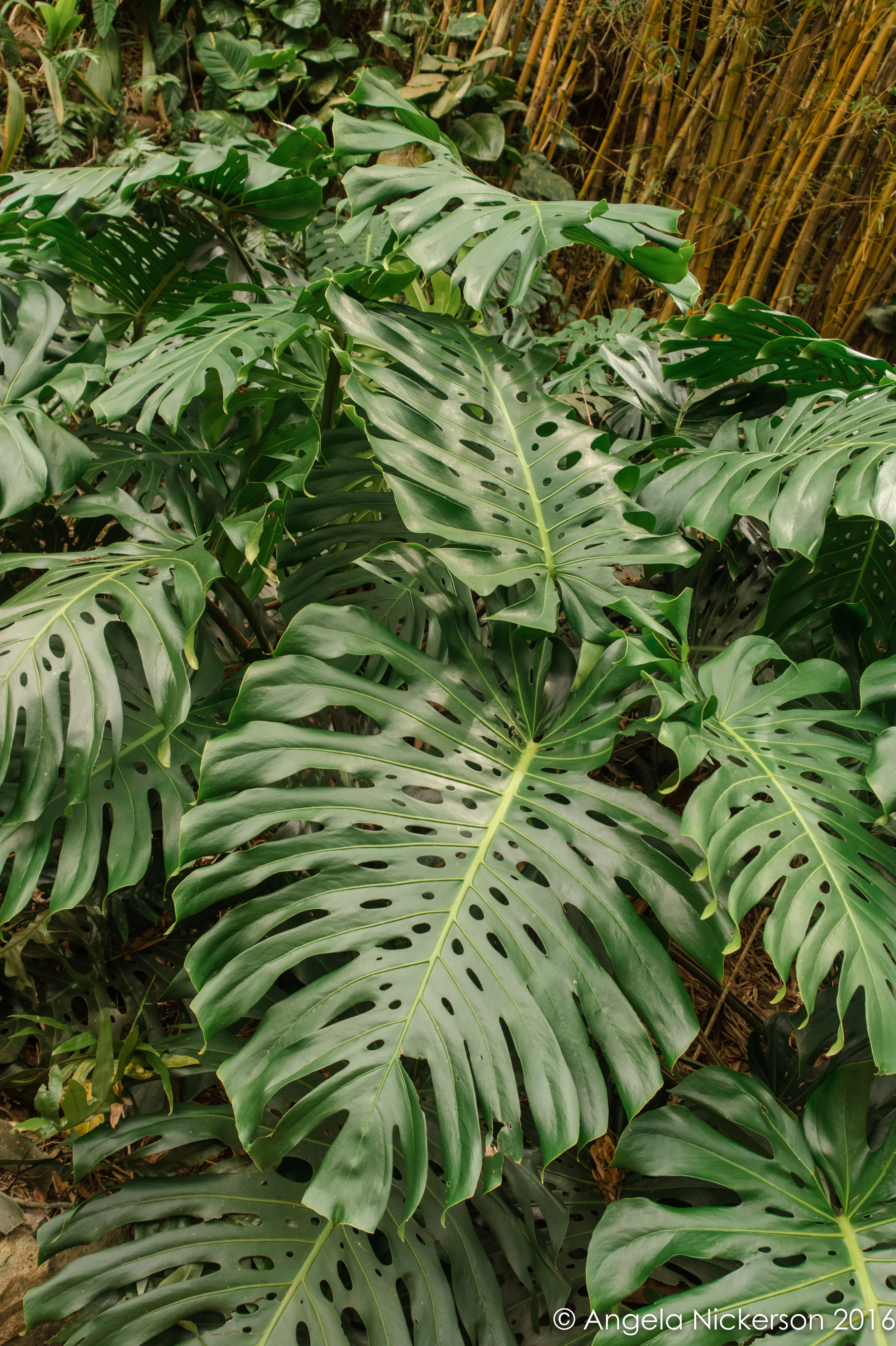 AKNickerson-Hawaii 2016-253.jpg