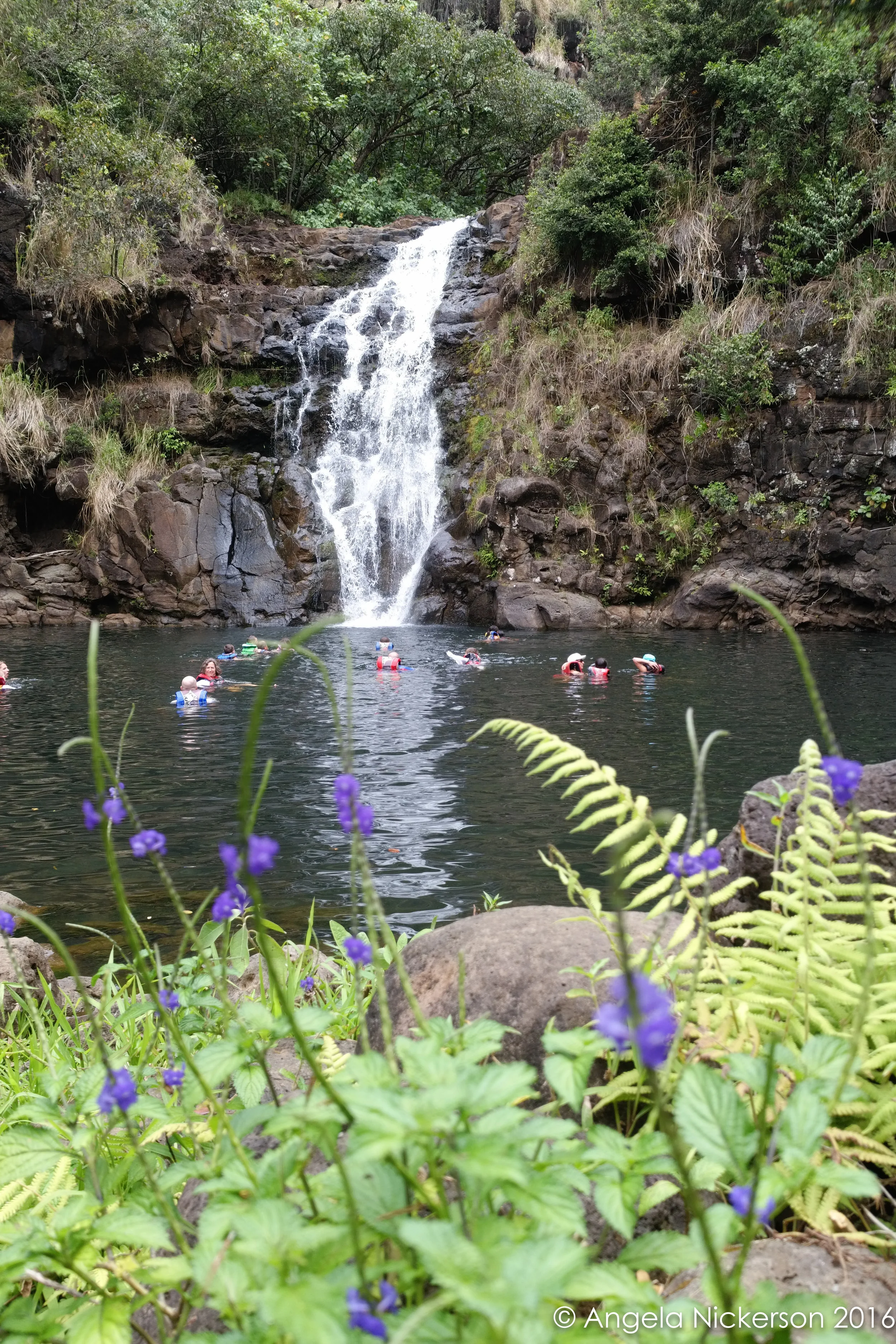 Swimming at Waimea Falls