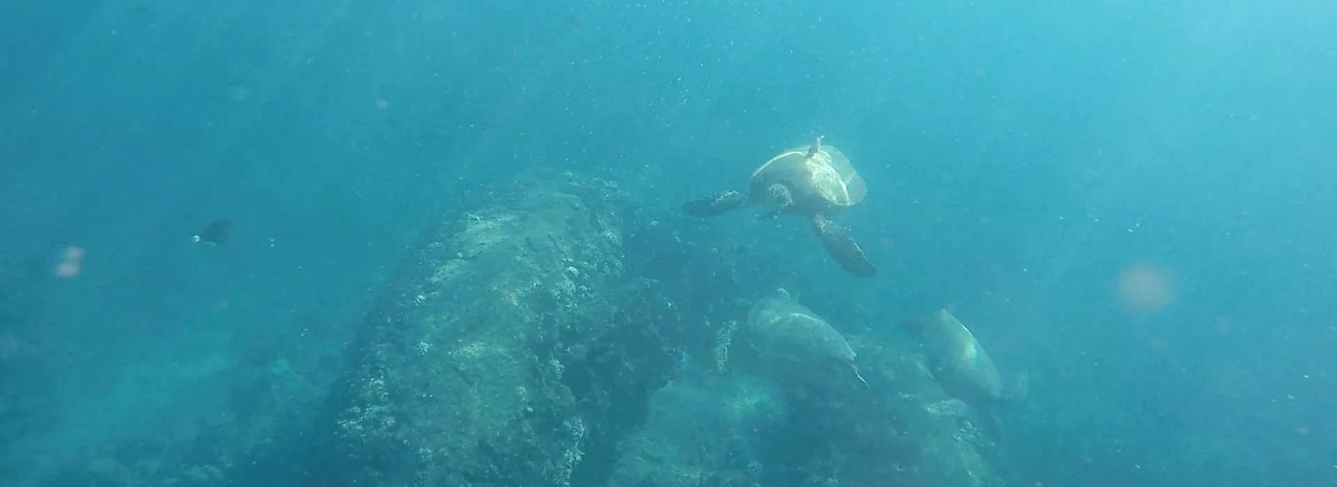 20160420-turtle 2.jpg