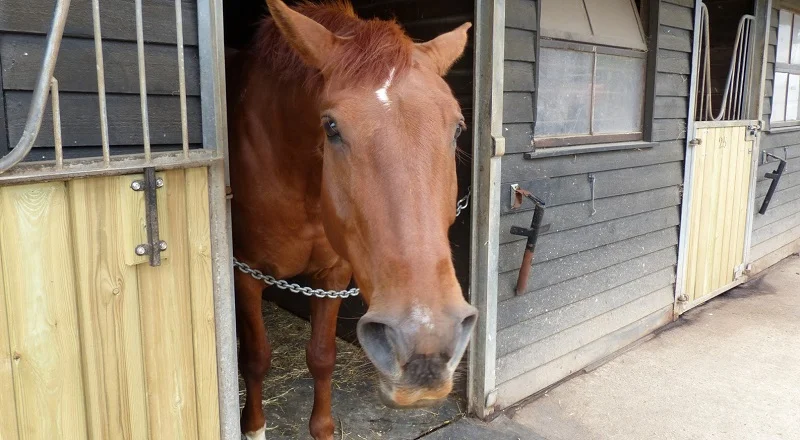 Braeside Equestrian Centre Little Legs