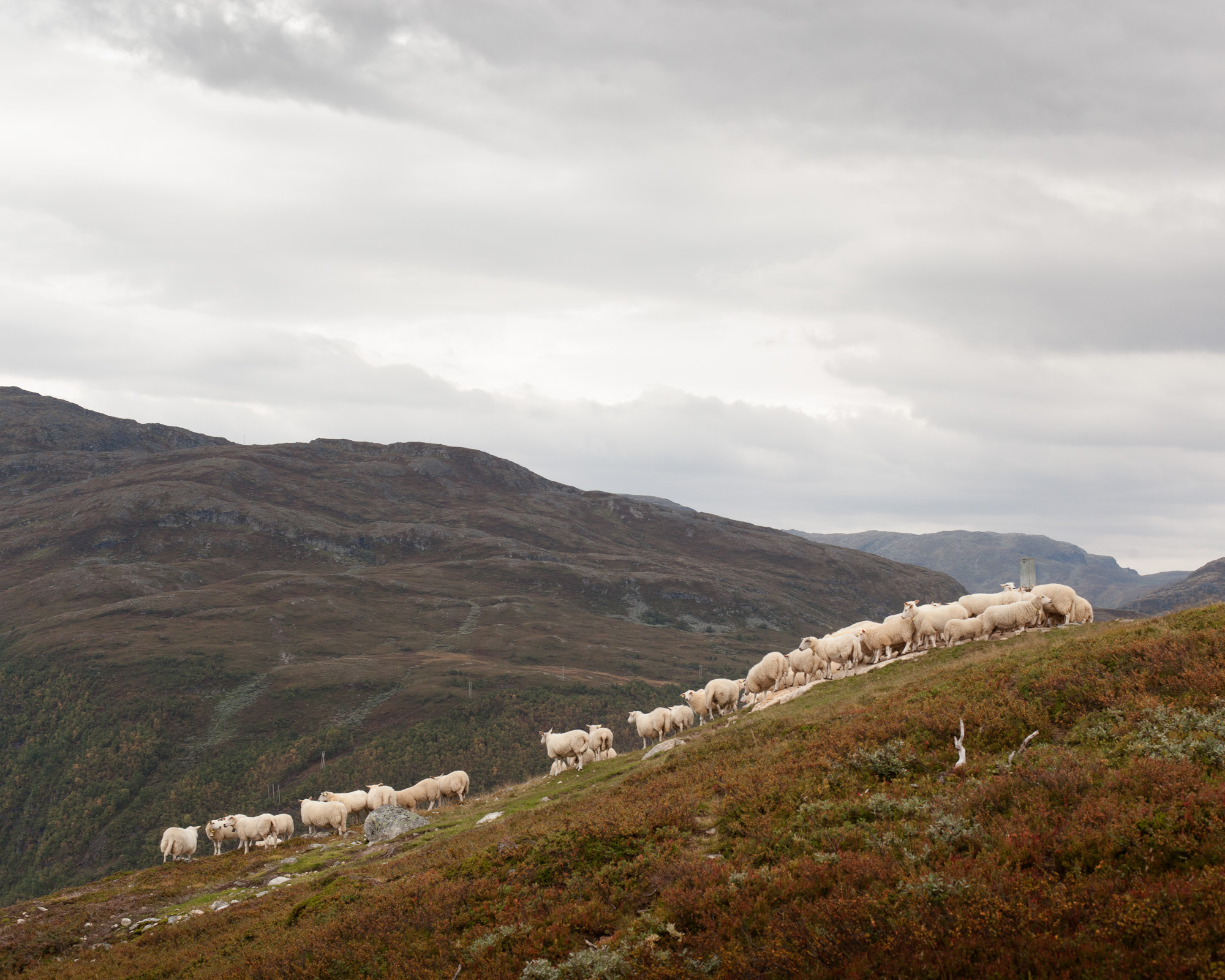 Of the 900 sheep sent to the mountain last spring, 270 did not return.