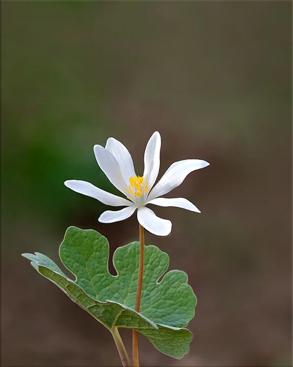 Bloodroot Sanguinaria canadensis 6-12 inches