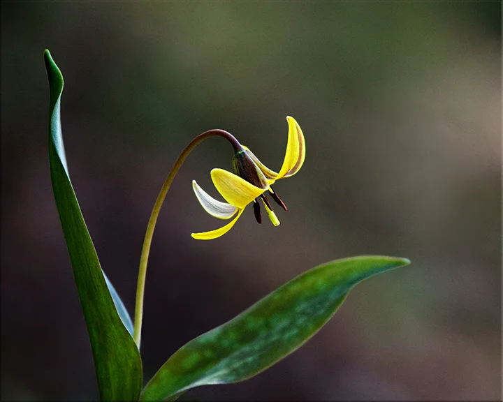 Trout Lily Erythronium americanum 4-10 inches