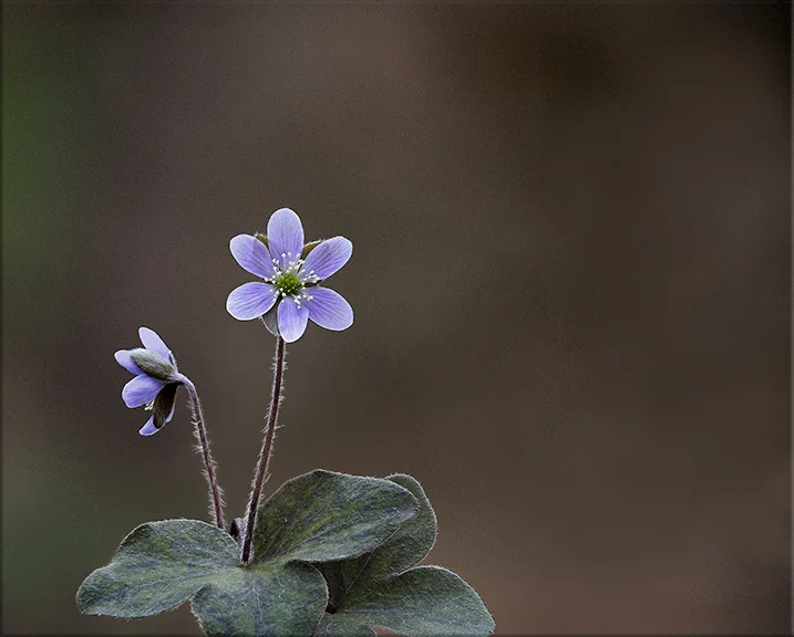 Round-Lobed Hepatica Hepatica americana 4-6 inches