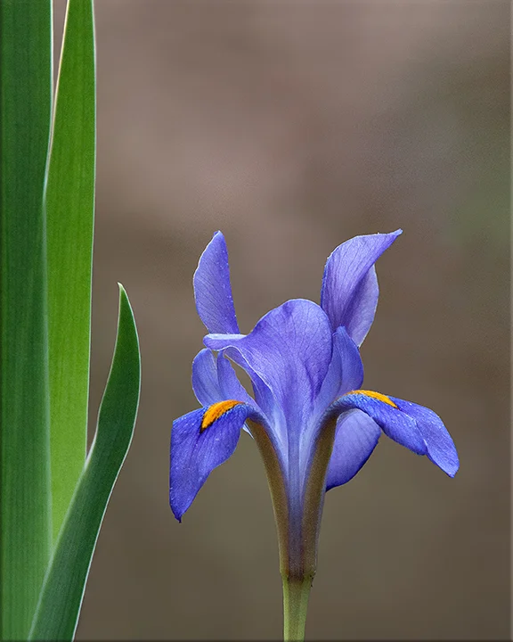 Dwarf Iris Iris verna 2-6 inches