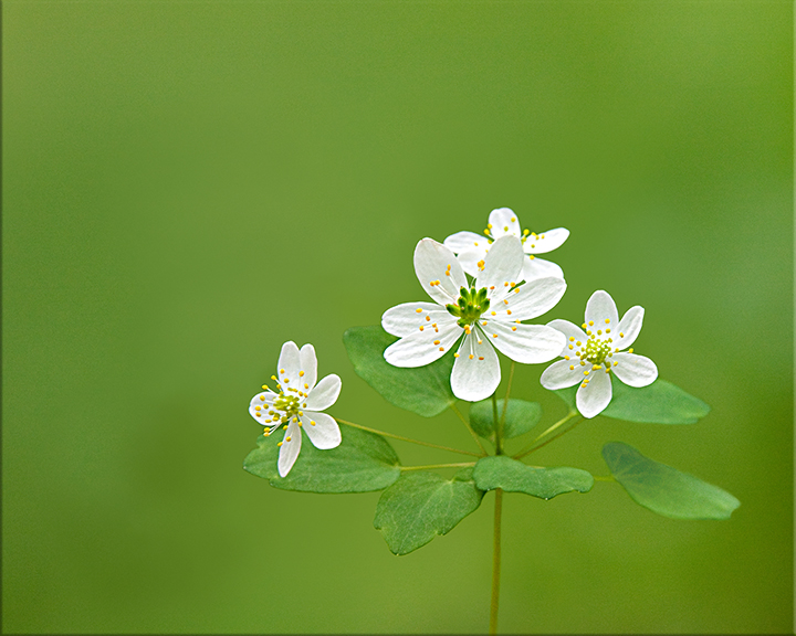 Rue-anemone Thalictrum thalictroides 4-8 inches 