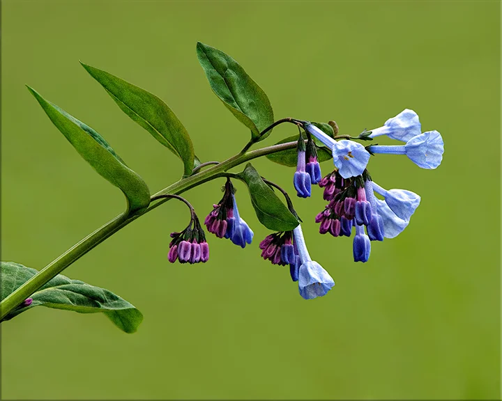 Virginia Bluebell Mertensia virginica 12-24 inches