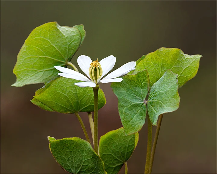 Twinleaf Jeffersonia diphylla 8 inches