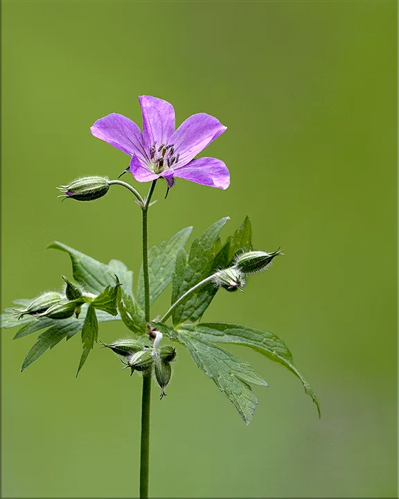 Wild Geranium Geranium maculatum 12-24 inches