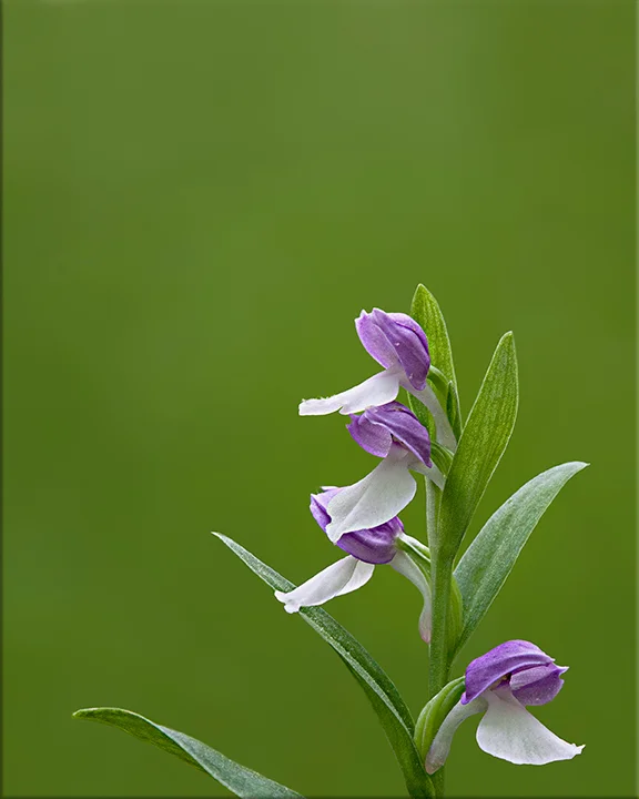 Showy Orchis Galearis spectabilis 4-12 inches