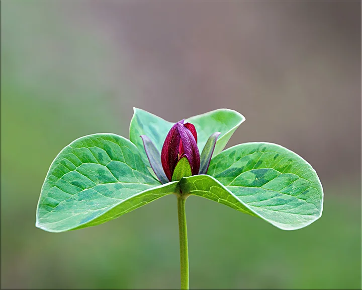 Little Sweet Betsy Trillium cuneatum 4-12 inches