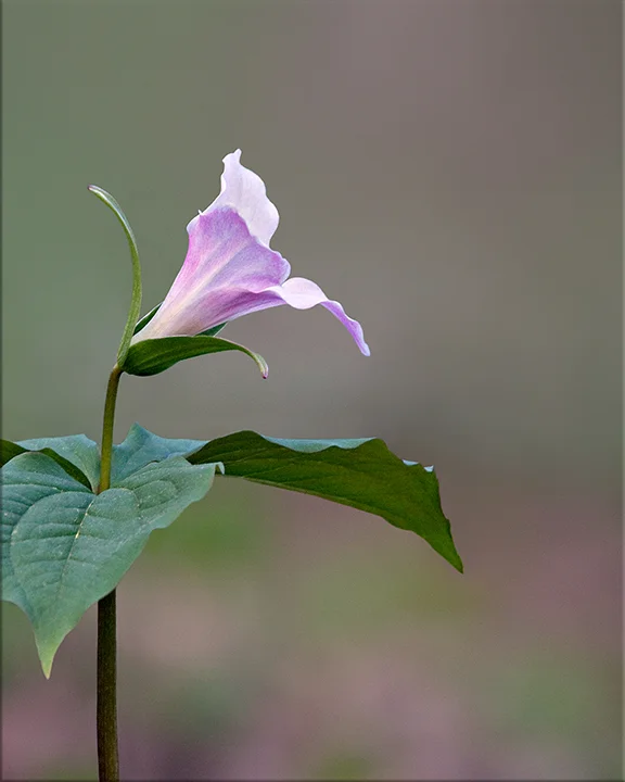Large-flowered Trillium Trillium grandiflorum 12-18 inches