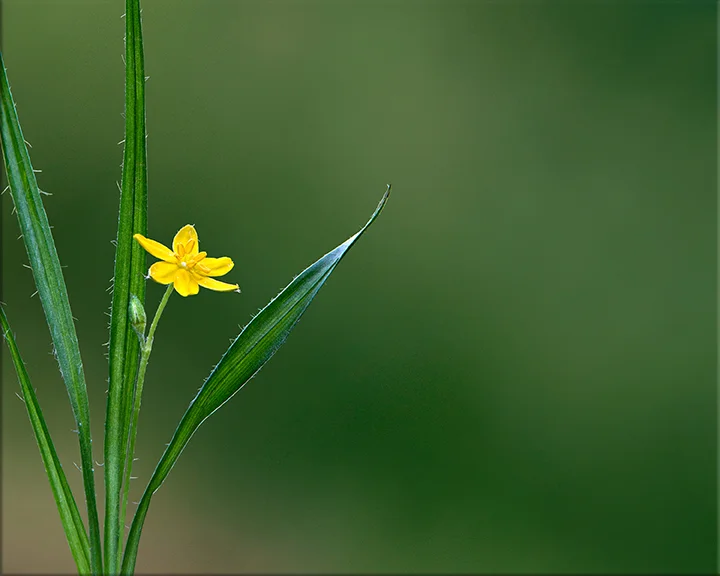 Yellow Stargrass Hypoxis hirsuta 1-6 inches