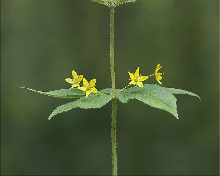 Whorled Loosestrife Lysimachia quadrifolia 1-3 feet