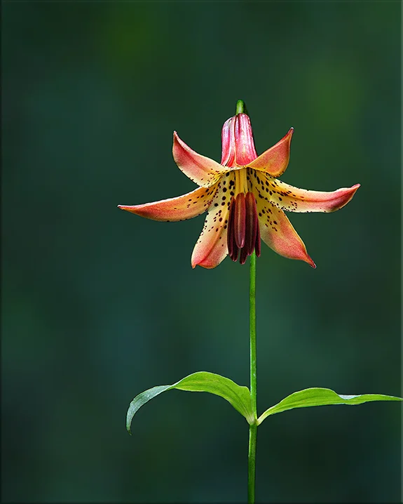 Canada Lily Lilium canadense 2-5 feet