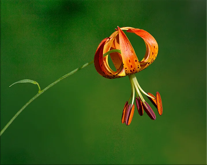Turk's-cap Lily Lilium superbum 3-8 feet