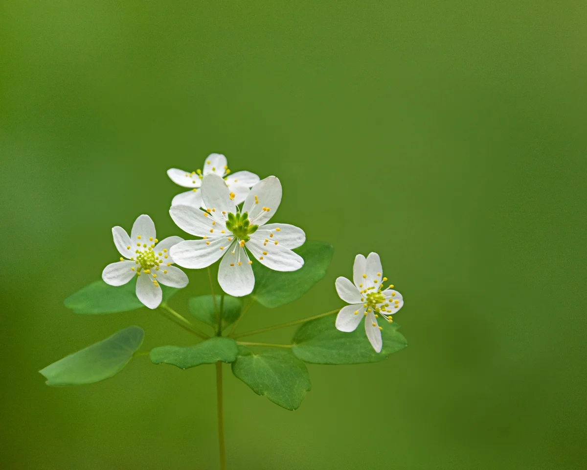   Born in rural Virginia, Jackie began collecting insects at an early age.&nbsp; Meticulously arranging arthropods in cigar boxes which Mrs. Tyson at the general store saved for her was her first curatorial attempt. She moved on to curate art collect